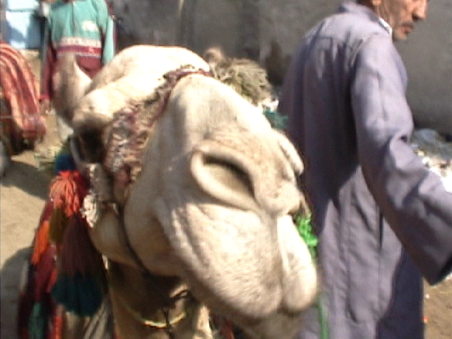 CamelLot