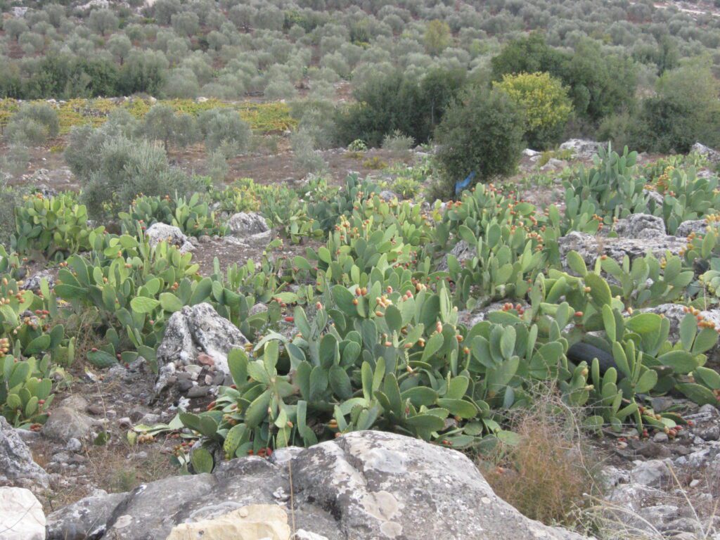 cacti along the pathway