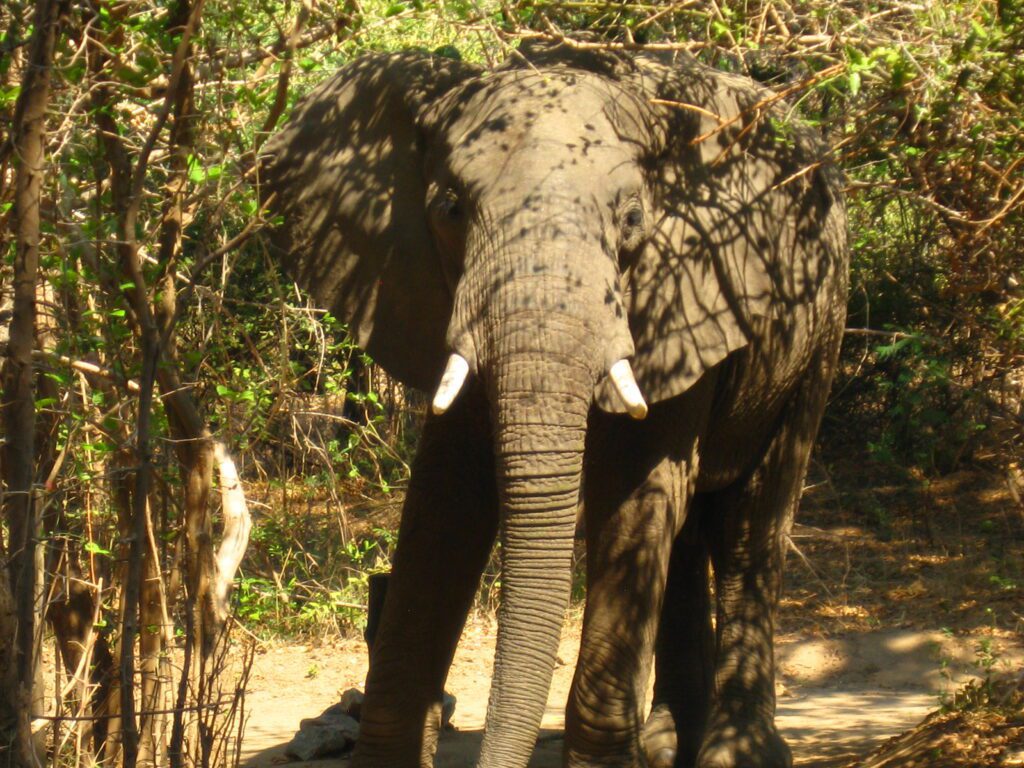 an elephant in the jungle