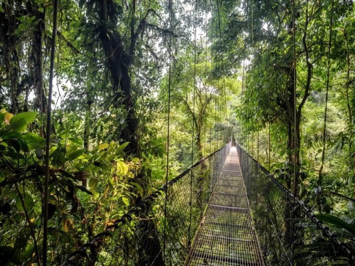A hanging forest bridge