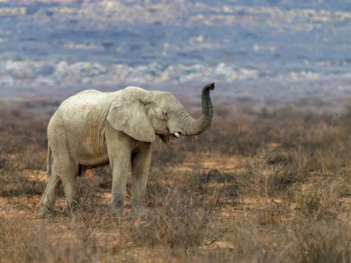 An elephant raising its trunk