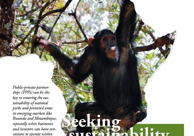 seeking sustainability article with a monkey as a visual