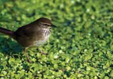 A bird standing in some water on the ground