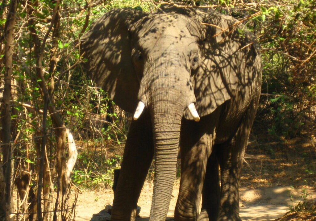 an elephant in the jungle